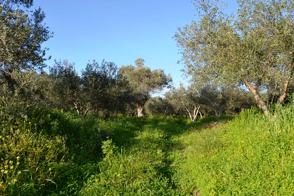 οικόπεδο προς πώληση 5500 τ.μ Αρκάδι Νομός Ρεθύμνου