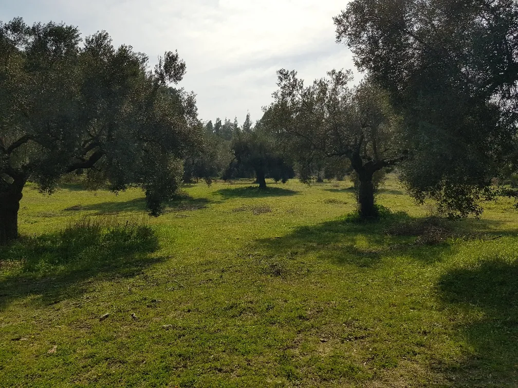 οικόπεδο προς πώληση 4300 τ.μ Κασσάνδρα Χαλκιδική