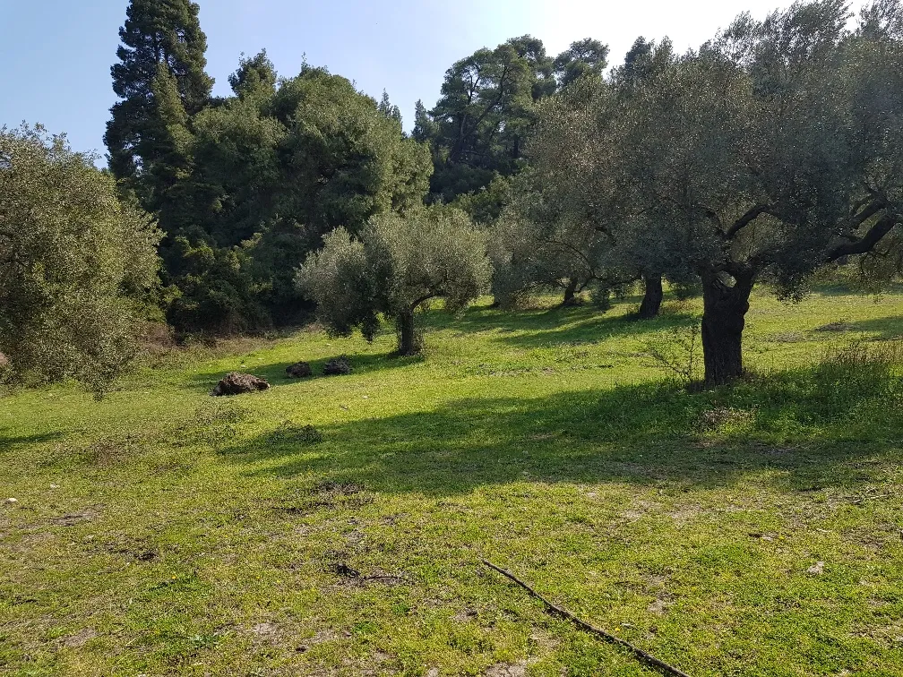 οικόπεδο προς πώληση 4300 τ.μ Κασσάνδρα Χαλκιδική