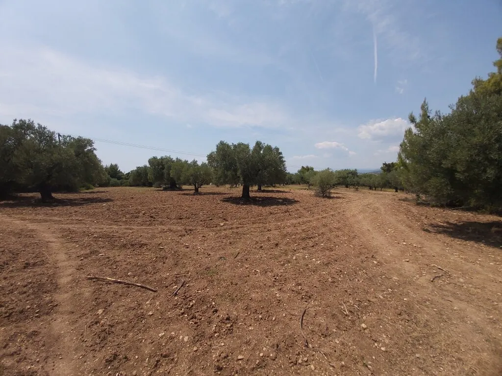 οικόπεδο προς πώληση 8000 τ.μ Σιθωνία Χαλκιδική
