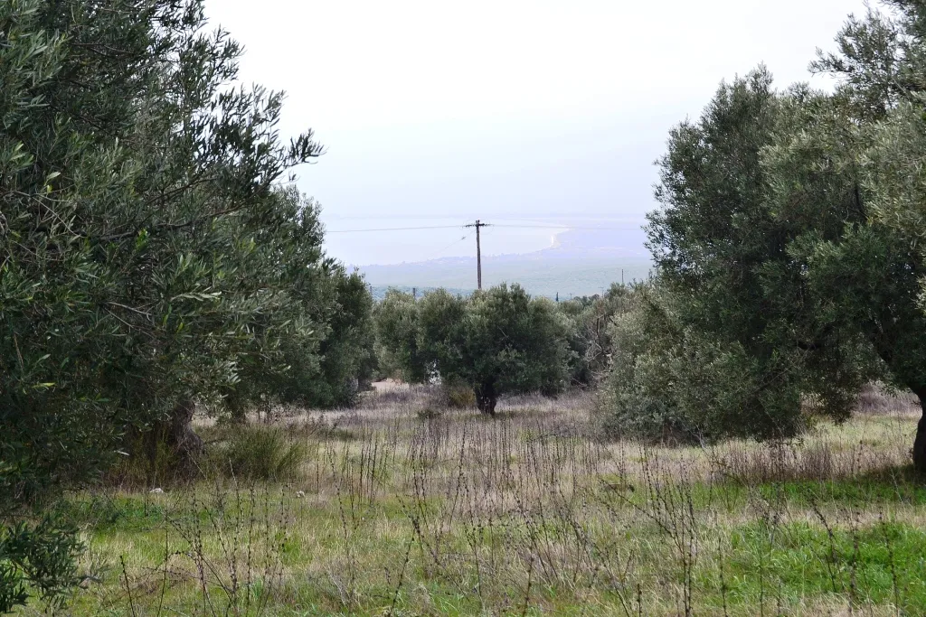 οικόπεδο προς πώληση 34000 τ.μ Πολύγυρος Χαλκιδική