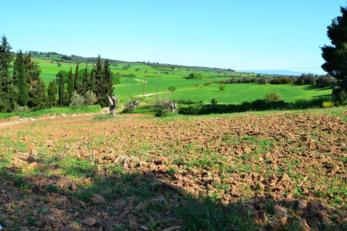 οικόπεδο προς πώληση 4000 τ.μ Κασσάνδρα Χαλκιδική