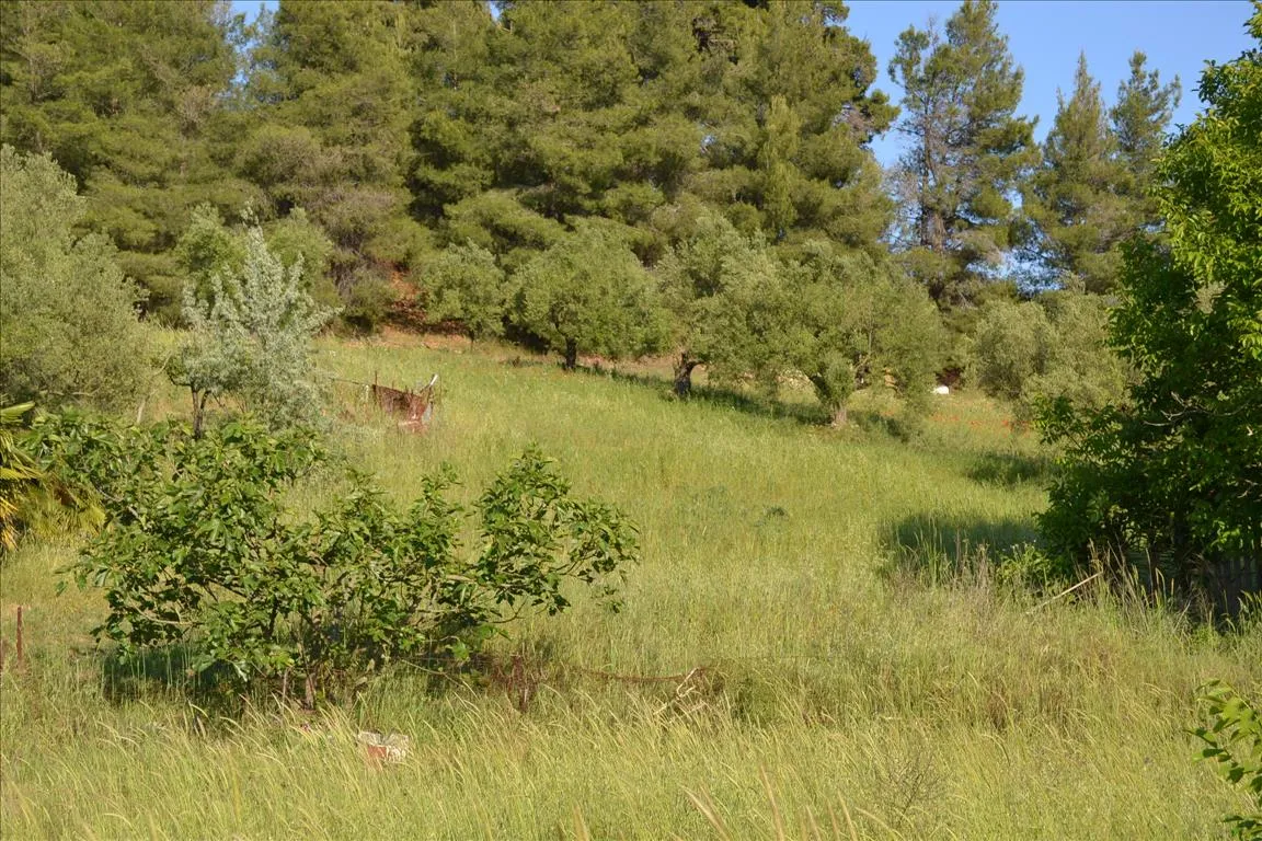 οικόπεδο προς πώληση 2300 τ.μ Κασσάνδρα Χαλκιδική
