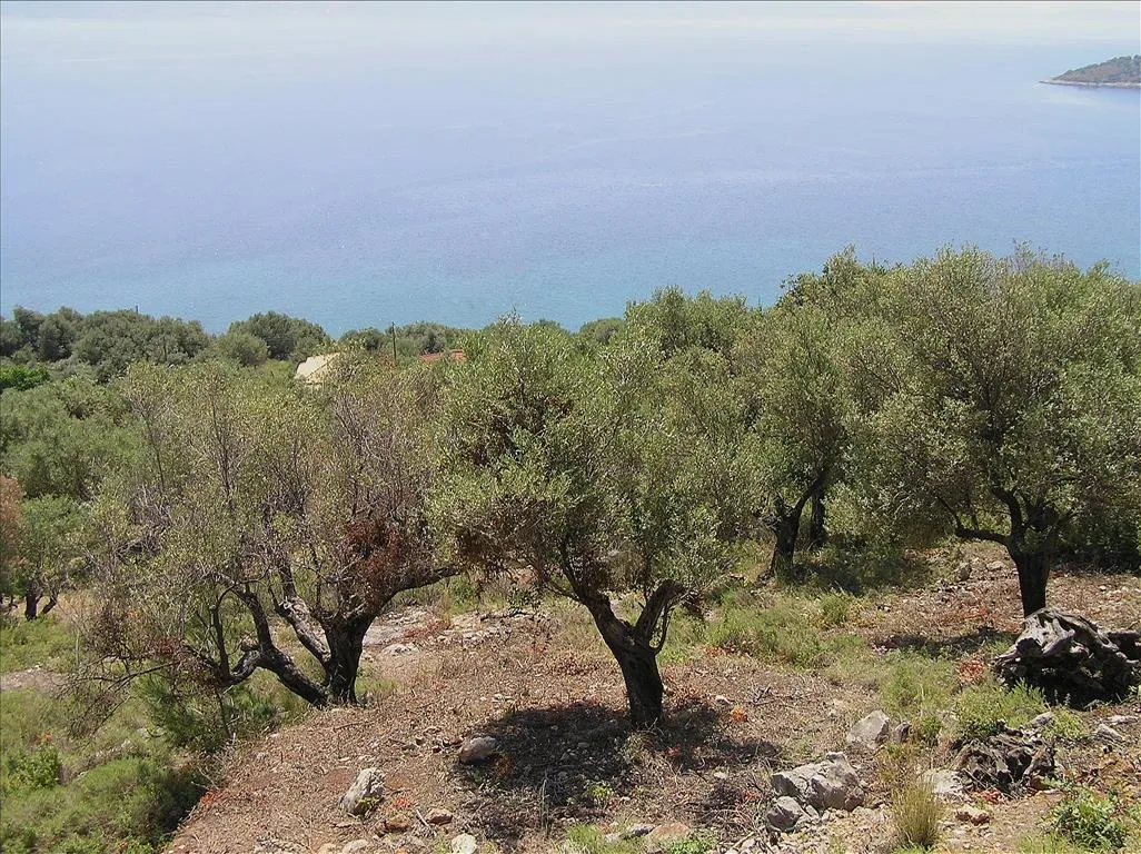 οικόπεδο προς πώληση 4010 τ.μ Κάλαμος Υπόλοιπη Αττικής