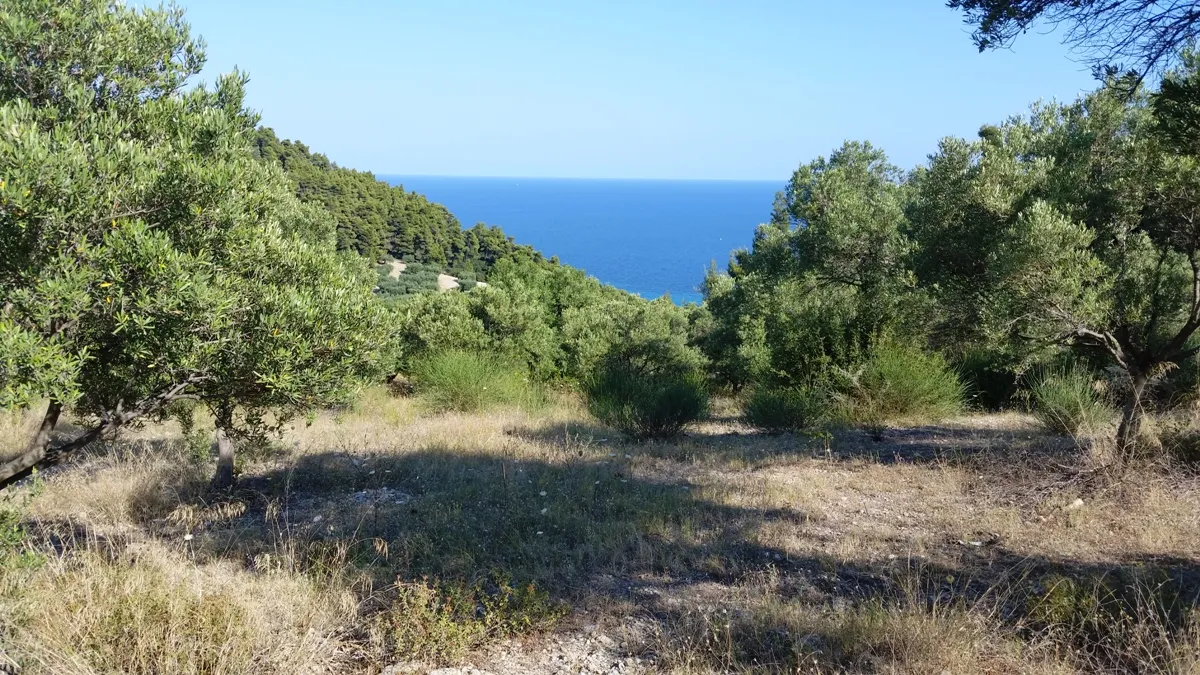 οικόπεδο προς πώληση 9100 τ.μ Κασσάνδρα Χαλκιδική