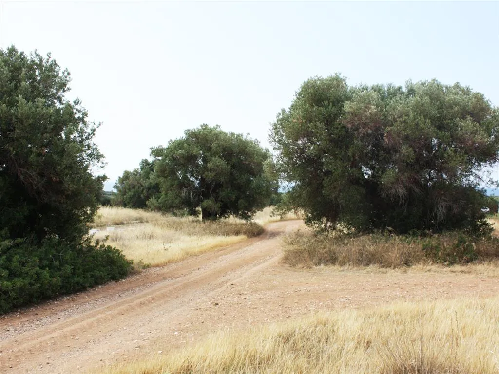 οικόπεδο προς πώληση 302 τ.μ Σιθωνία Χαλκιδική