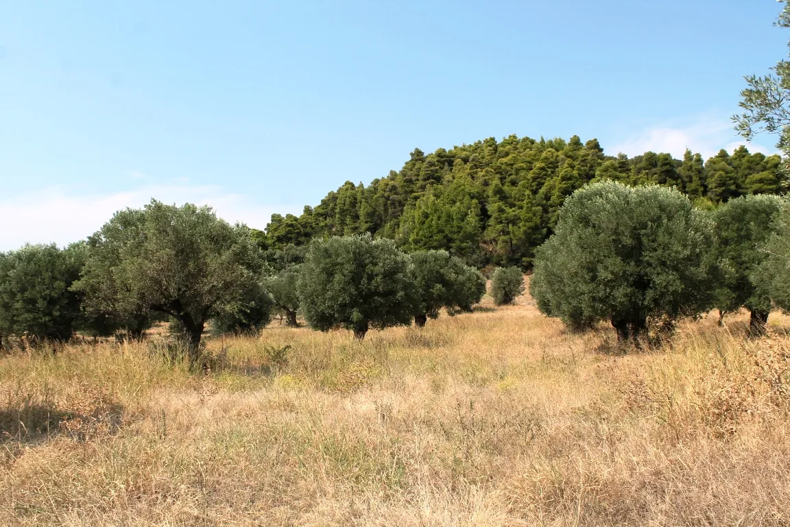 οικόπεδο προς πώληση 5000 τ.μ Κασσάνδρα Χαλκιδική