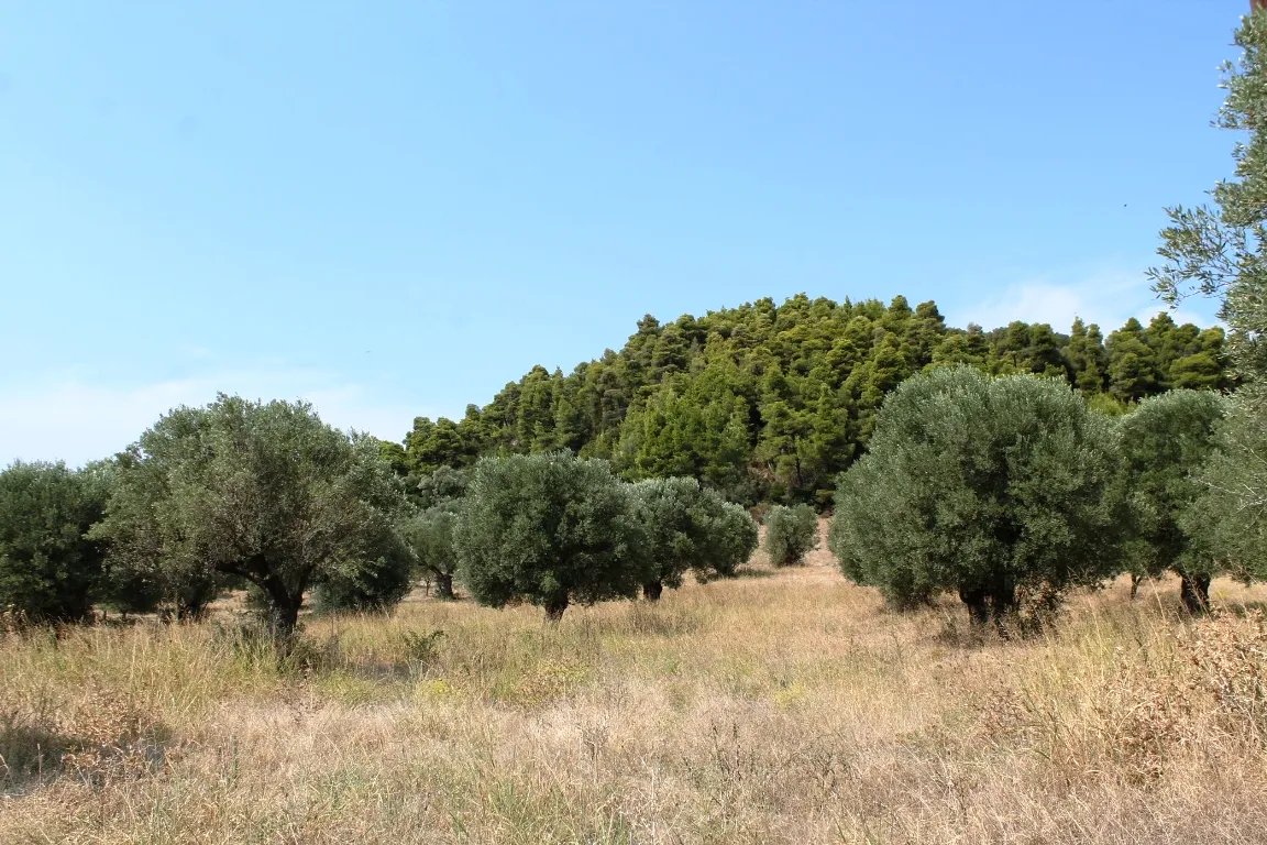 οικόπεδο προς πώληση 5000 τ.μ Κασσάνδρα Χαλκιδική