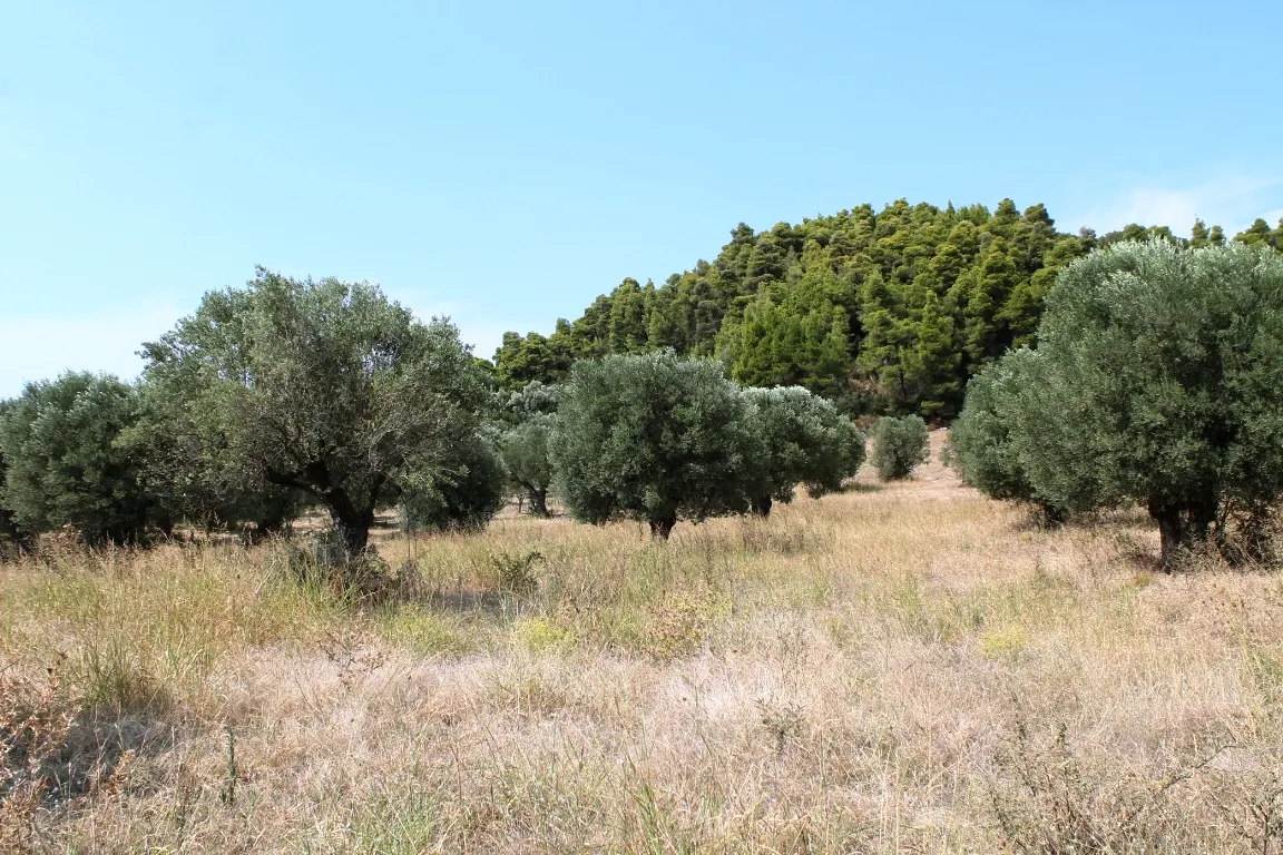 οικόπεδο προς πώληση 5000 τ.μ Κασσάνδρα Χαλκιδική