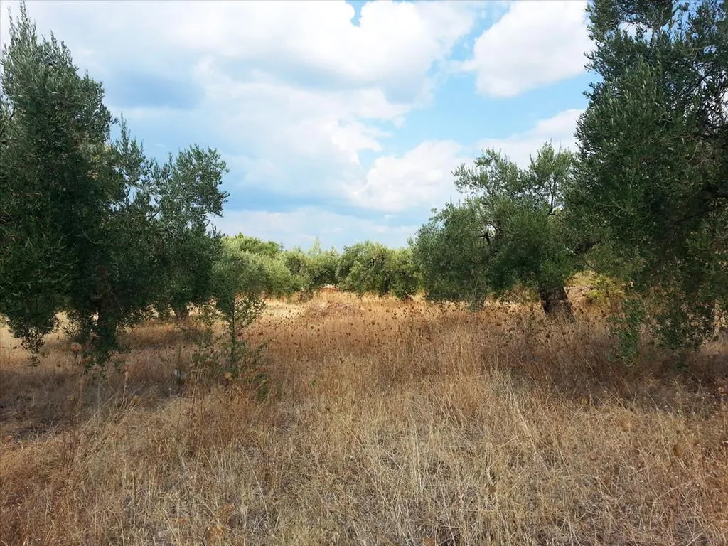 οικόπεδο προς πώληση 3780 τ.μ Σιθωνία Χαλκιδική