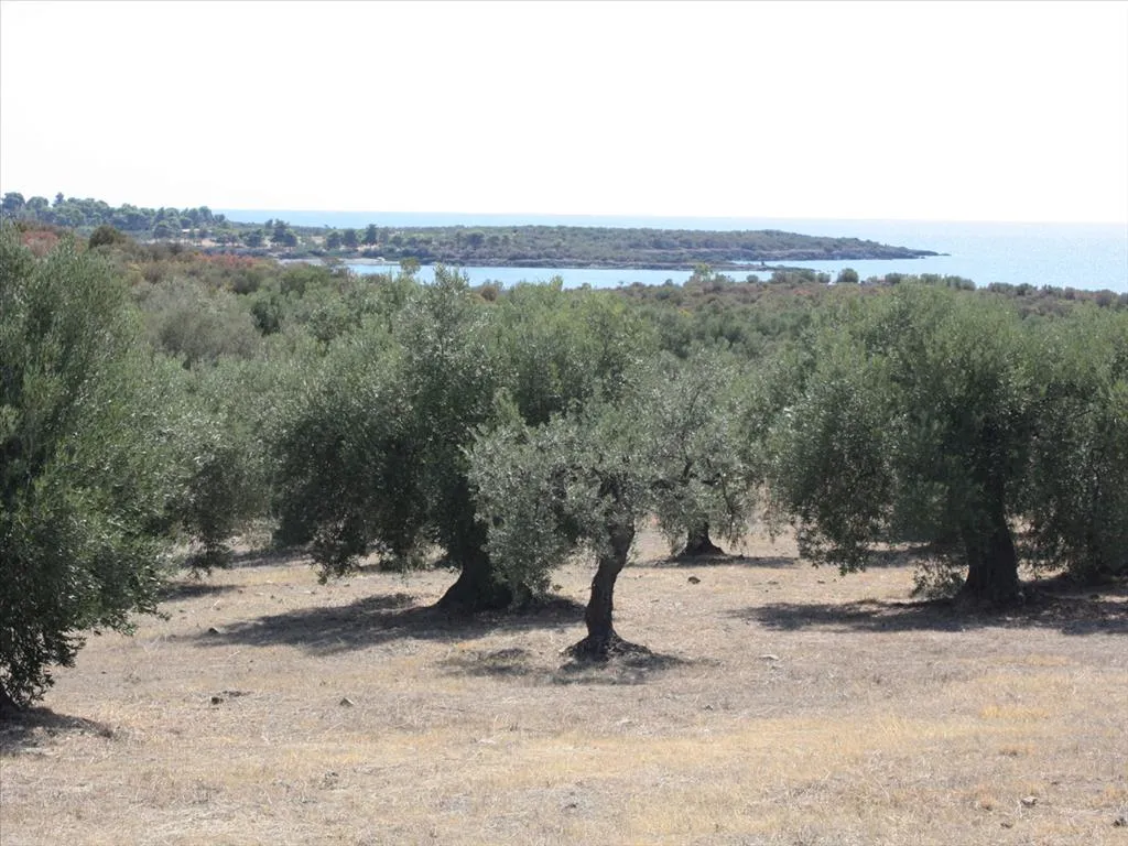 οικόπεδο προς πώληση 4070 τ.μ Σιθωνία Χαλκιδική