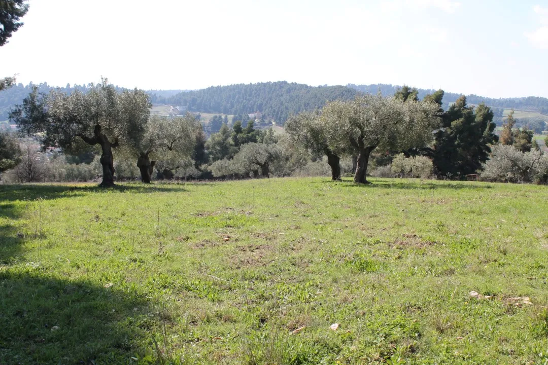 οικόπεδο προς πώληση 6400 τ.μ Κασσάνδρα Χαλκιδική