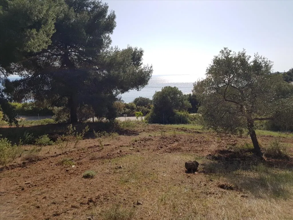 οικόπεδο προς πώληση 6500 τ.μ Πολύγυρος Χαλκιδική