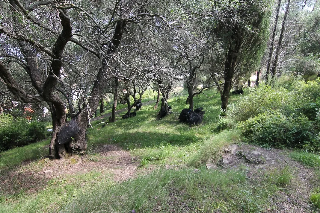 οικόπεδο προς πώληση 4200 τ.μ Κέρκυρα Νομός Κέρκυρας