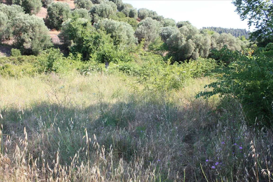 οικόπεδο προς πώληση 2000 τ.μ Σιθωνία Χαλκιδική