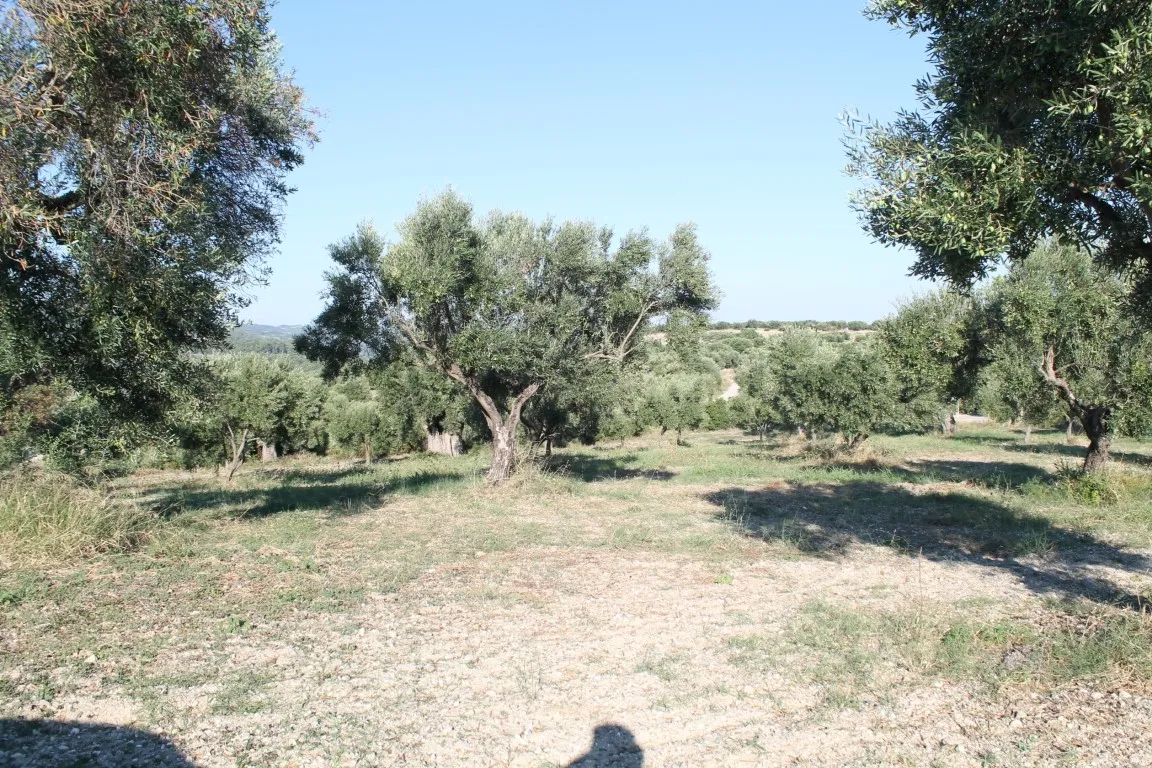 οικόπεδο προς πώληση 5058 τ.μ Κασσάνδρα Χαλκιδική