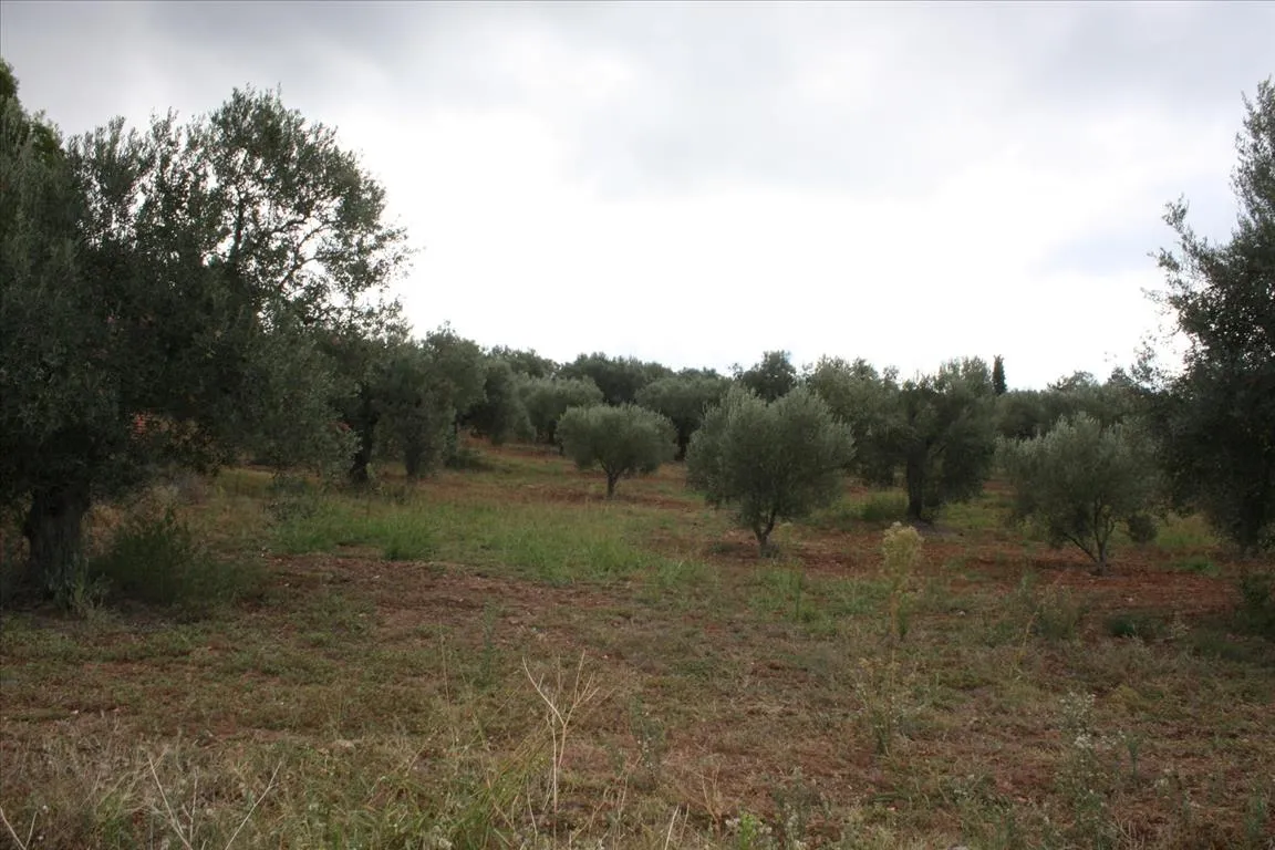 οικόπεδο προς πώληση 10800 τ.μ Σιθωνία Χαλκιδική