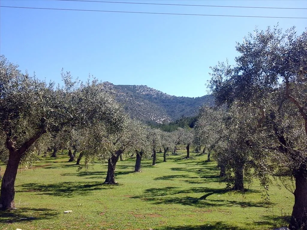 οικόπεδο προς πώληση 16000 τ.μ Θάσος Νομός Καβάλας