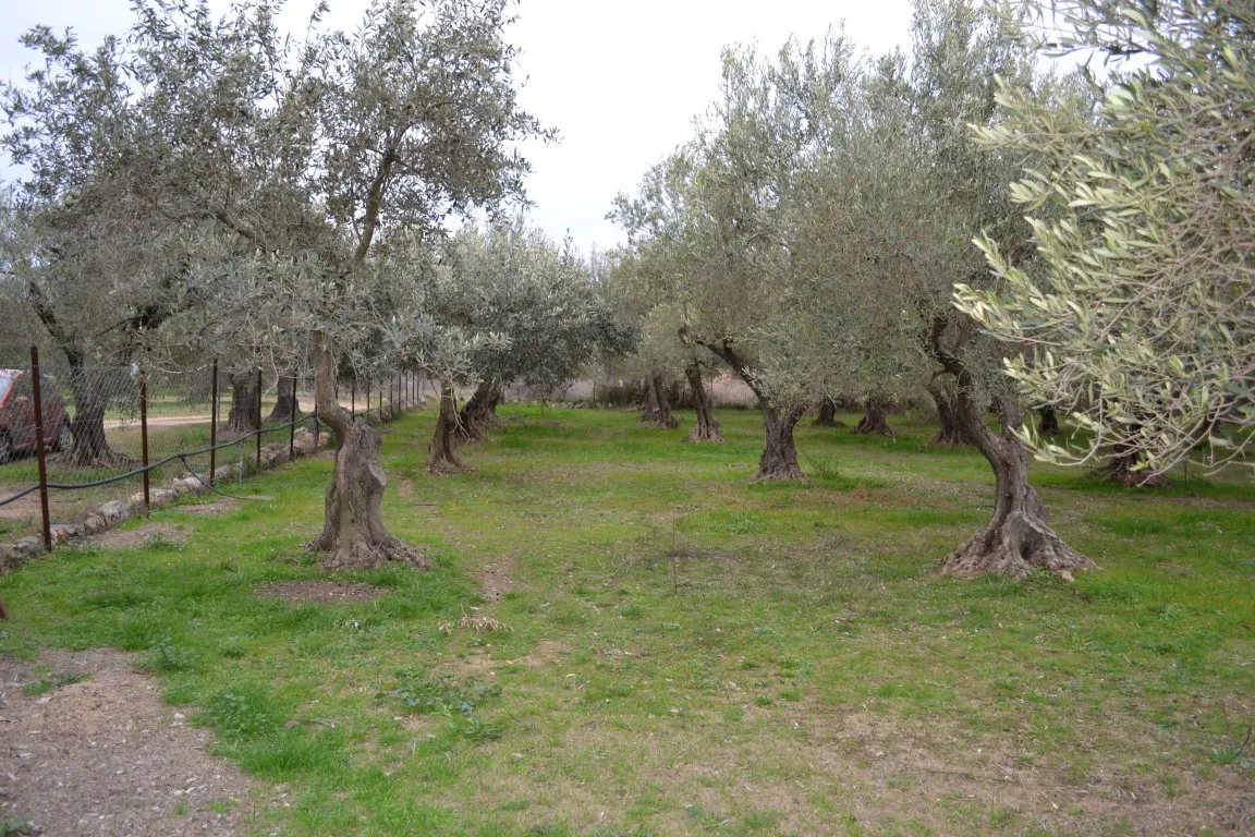 οικόπεδο προς πώληση 400 τ.μ Πολύγυρος Χαλκιδική