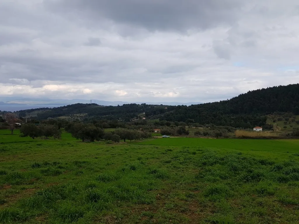οικόπεδο προς πώληση 5000 τ.μ Κασσάνδρα Χαλκιδική
