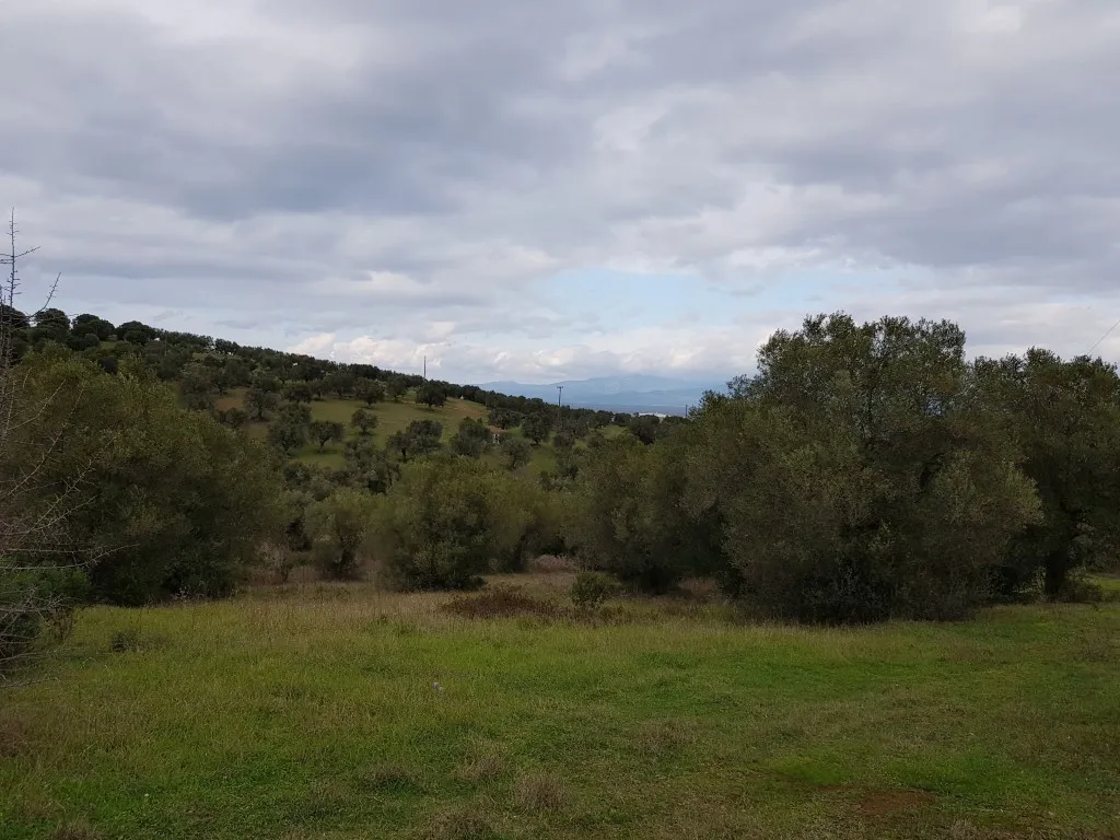 οικόπεδο προς πώληση 13289 τ.μ Κασσάνδρα Χαλκιδική