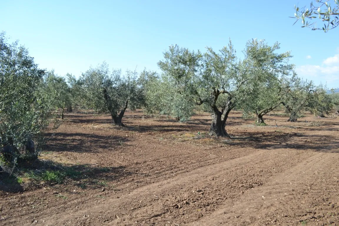 οικόπεδο προς πώληση 5000 τ.μ Νέα Προποντίδα Χαλκιδική