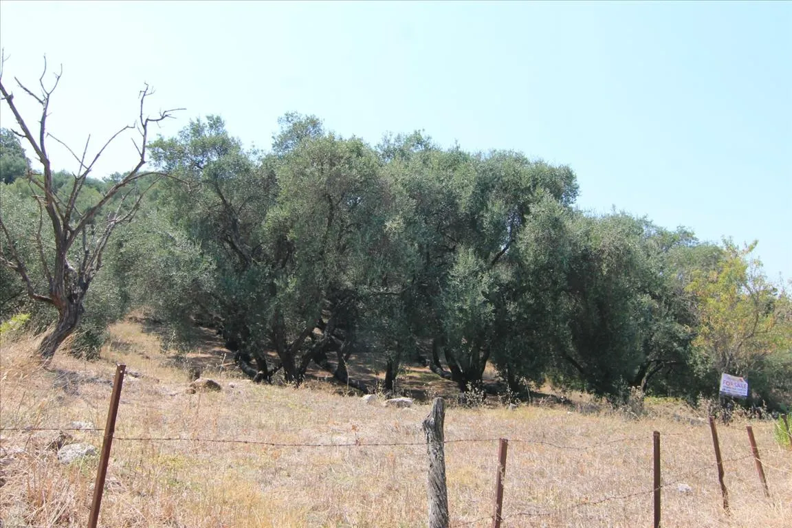 οικόπεδο προς πώληση 4000 τ.μ Κέρκυρα Νομός Κέρκυρας