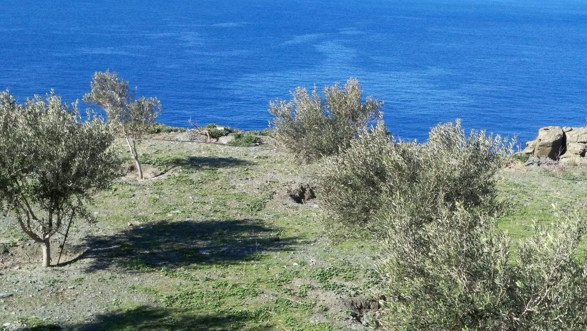 οικόπεδο προς πώληση 27000 τ.μ Άνδρος Κυκλάδες