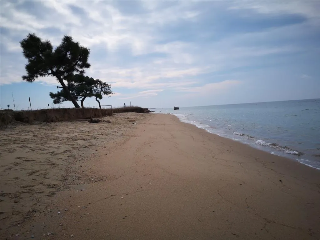 οικόπεδο προς πώληση 5000 τ.μ Νέα Προποντίδα Χαλκιδική