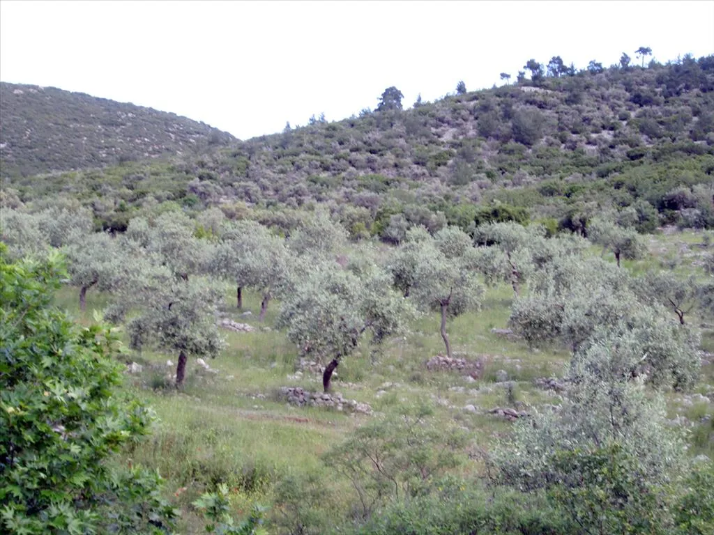 οικόπεδο προς πώληση 8140 τ.μ Θάσος Νομός Καβάλας