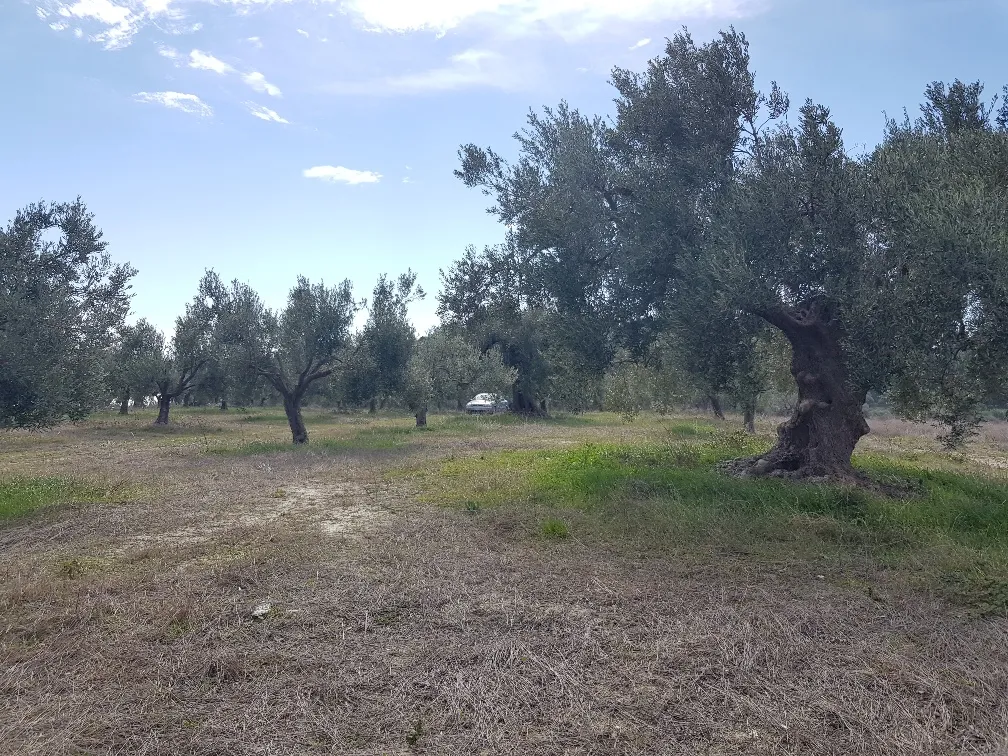 οικόπεδο προς πώληση 4908 τ.μ Κασσάνδρα Χαλκιδική