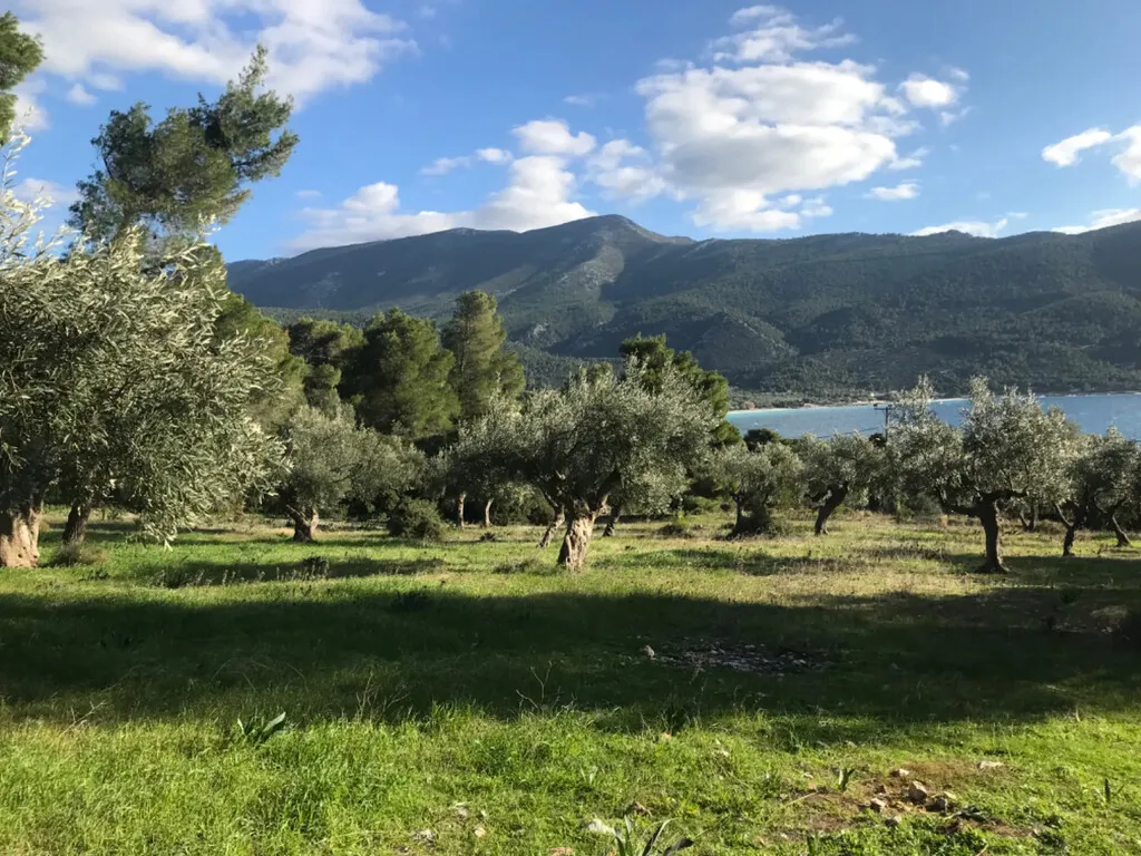 οικόπεδο προς πώληση 3660 τ.μ Βίλια Υπόλοιπη Αττικής