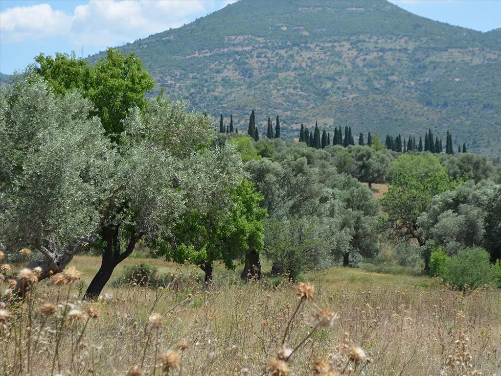 οικόπεδο προς πώληση 22000 τ.μ Αμάρυνθος Εύβοια