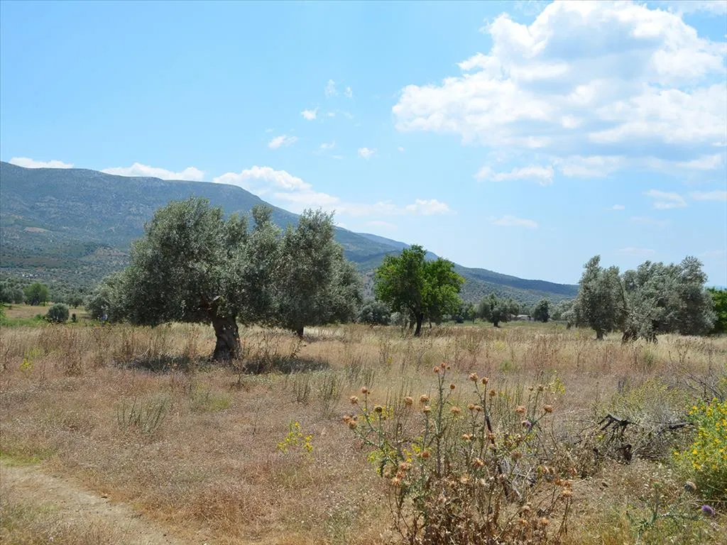 οικόπεδο προς πώληση 22000 τ.μ Αμάρυνθος Εύβοια