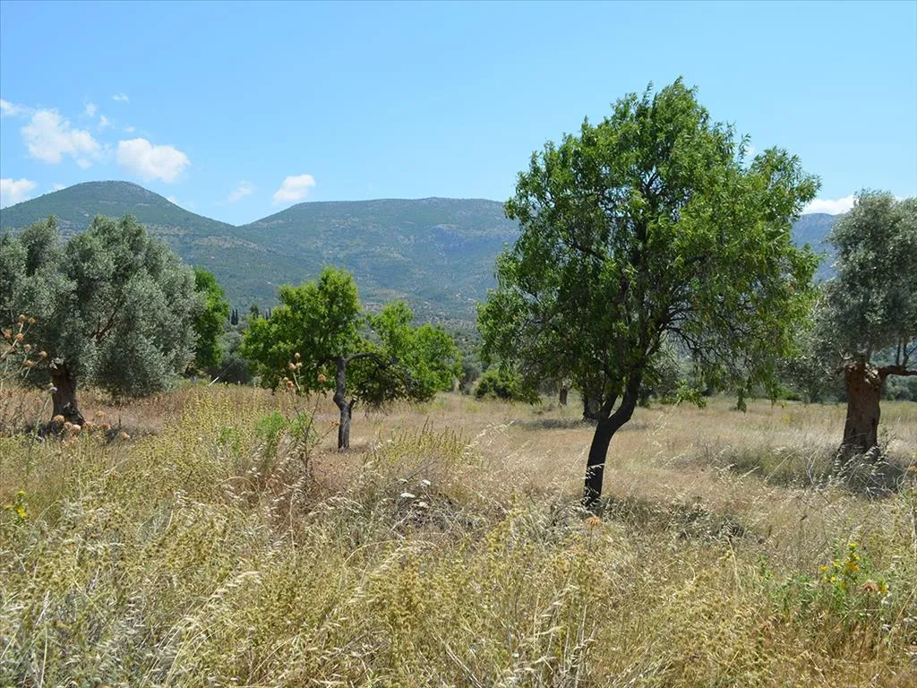 οικόπεδο προς πώληση 22000 τ.μ Αμάρυνθος Εύβοια