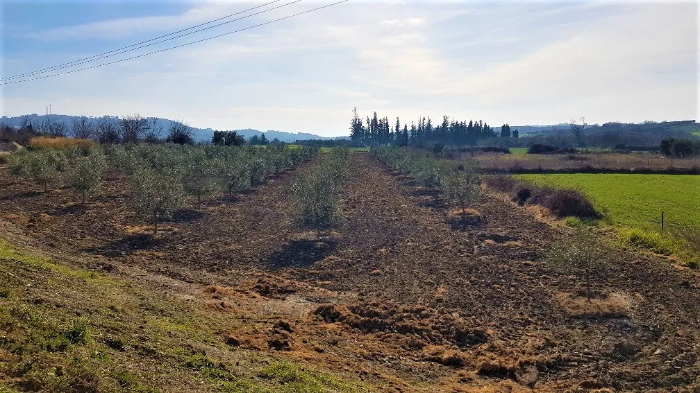 οικόπεδο προς πώληση 7100 τ.μ Κασσάνδρα Χαλκιδική