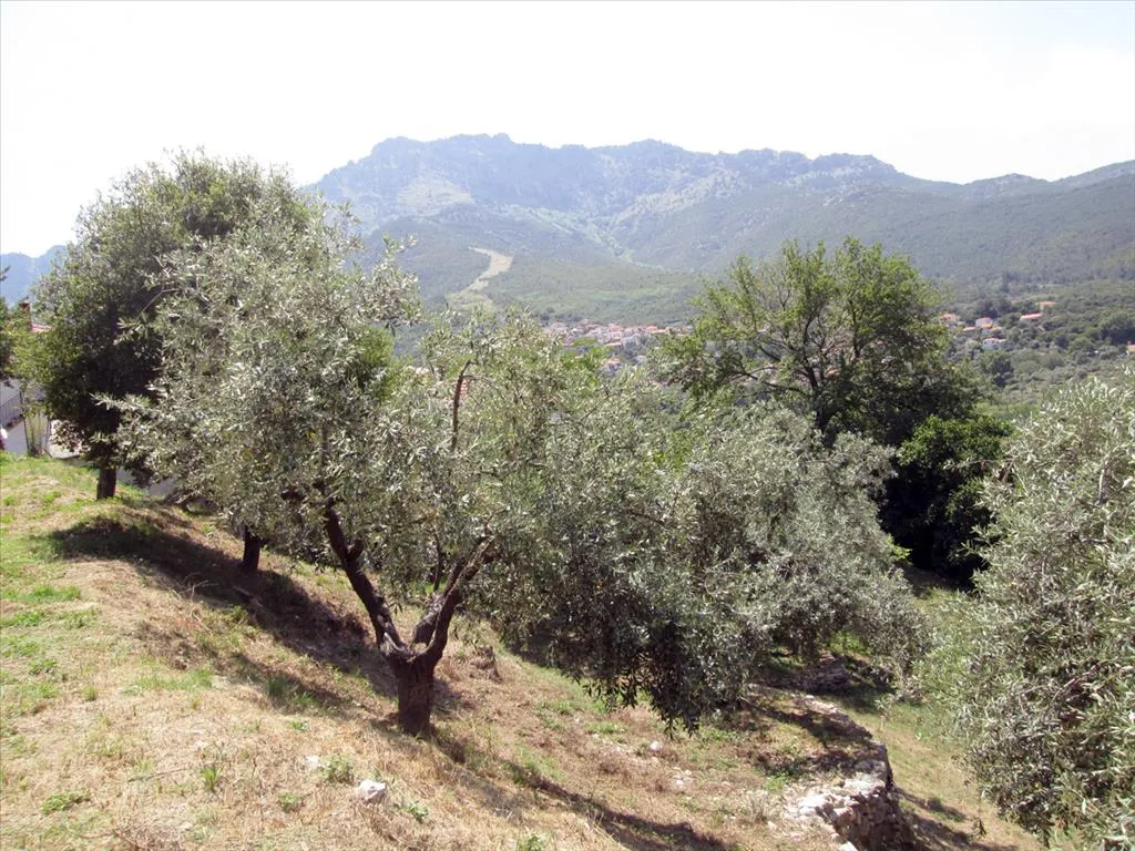 οικόπεδο προς πώληση 2500 τ.μ Θάσος Νομός Καβάλας