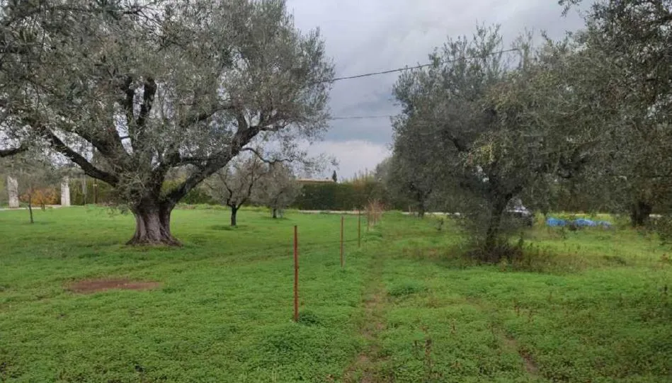 οικόπεδο προς πώληση 1200 τ.μ Δυτικής Αχαΐας Αχαΐα