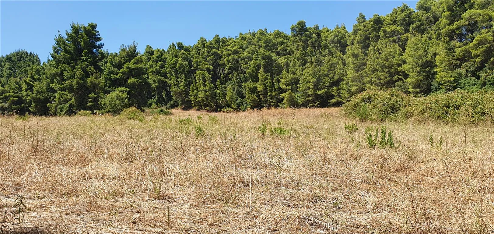 οικόπεδο προς πώληση 4668 τ.μ Κασσάνδρα Χαλκιδική