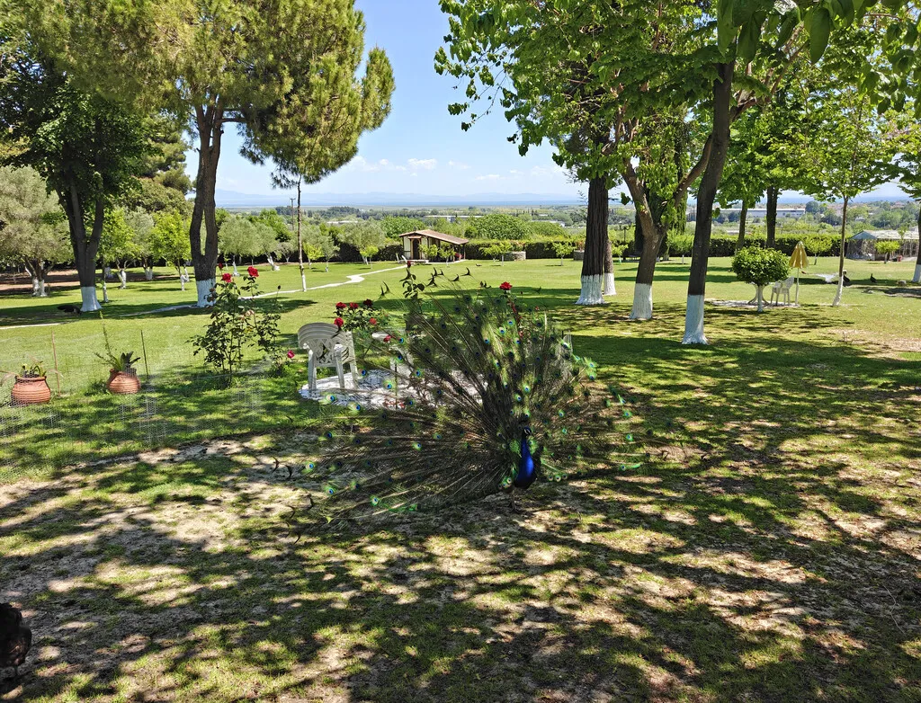 μονοκατοικία προς πώληση 285 τ.μ Κορινός Νομός Πιερίας