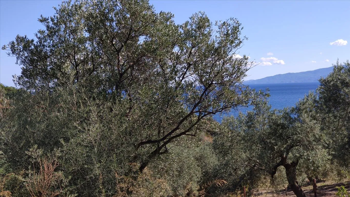 οικόπεδο προς πώληση 12750 τ.μ Αριστοτέλης Χαλκιδική