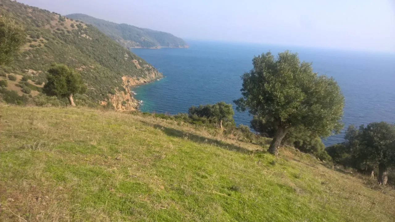 οικόπεδο προς πώληση 6000 τ.μ Κασσάνδρα Χαλκιδική
