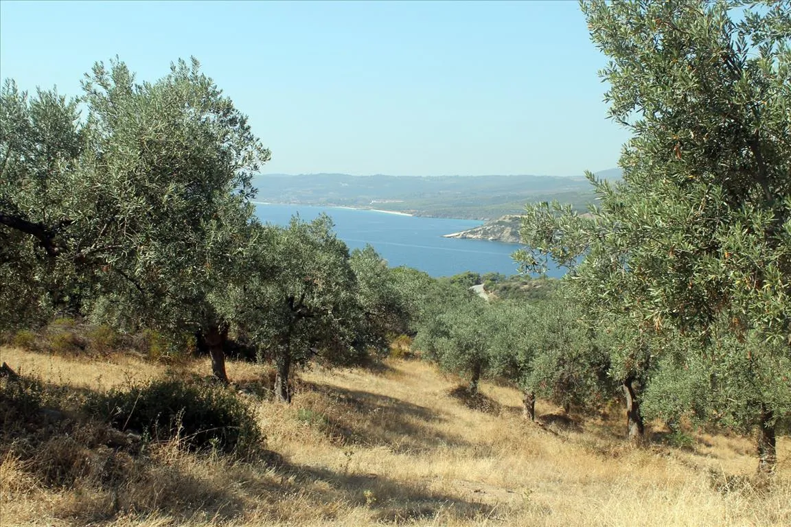 οικόπεδο προς πώληση 10000 τ.μ Αριστοτέλης Χαλκιδική
