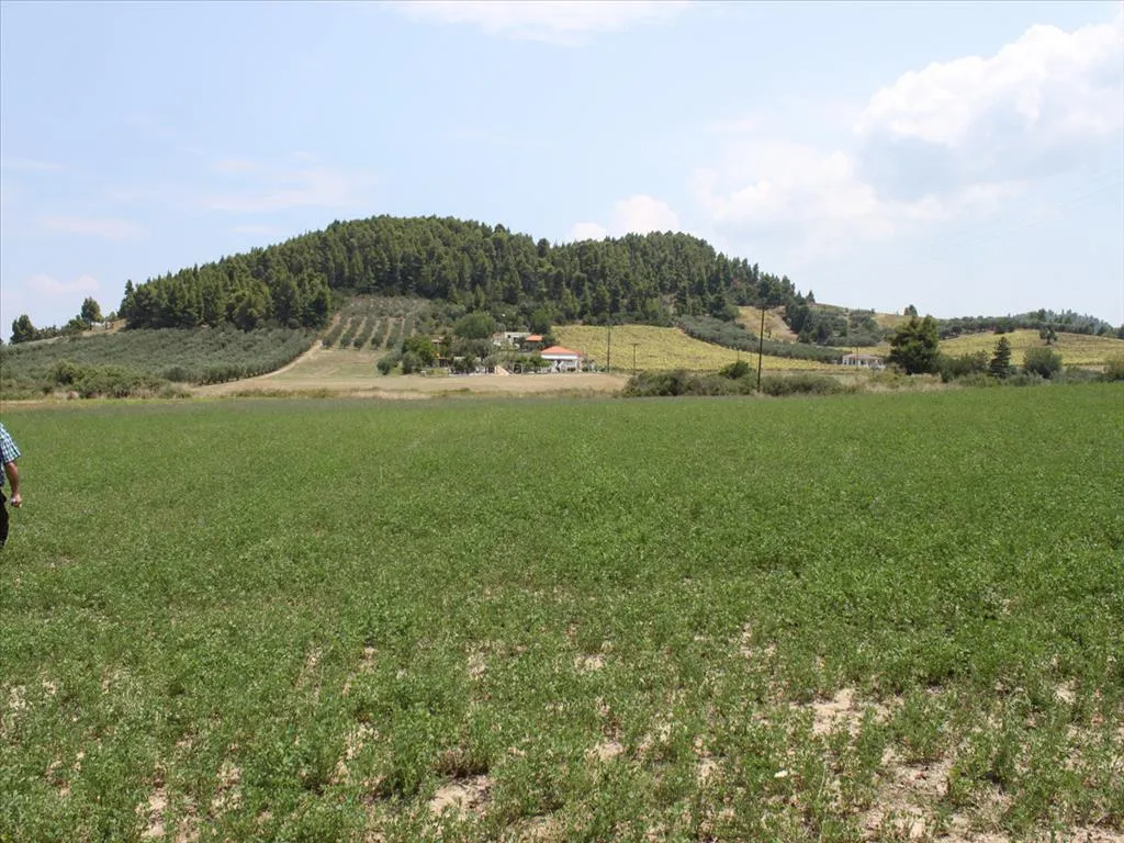 οικόπεδο προς πώληση 8000 τ.μ Κασσάνδρα Χαλκιδική