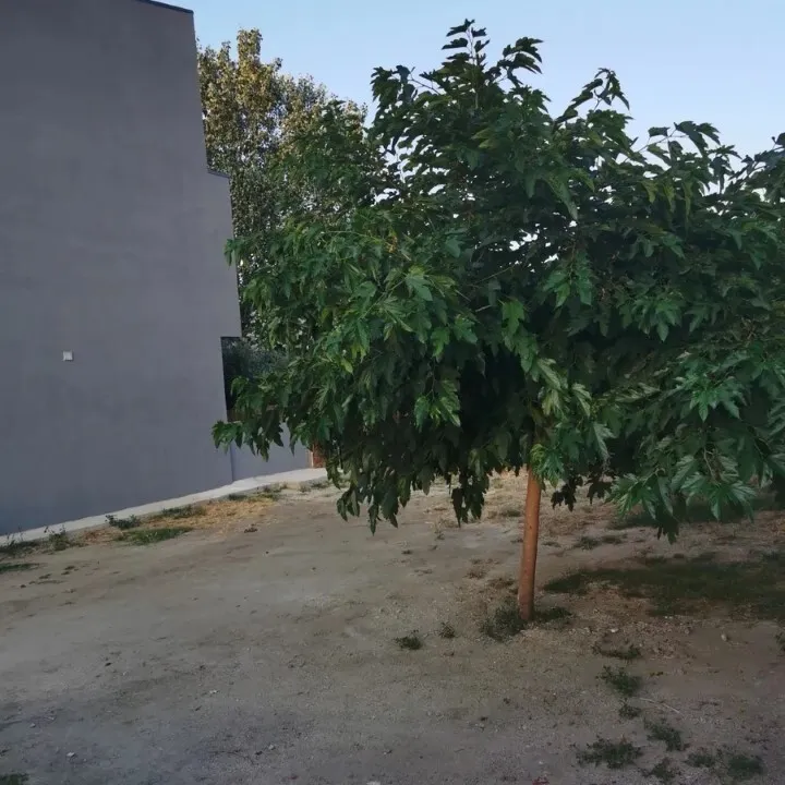 720