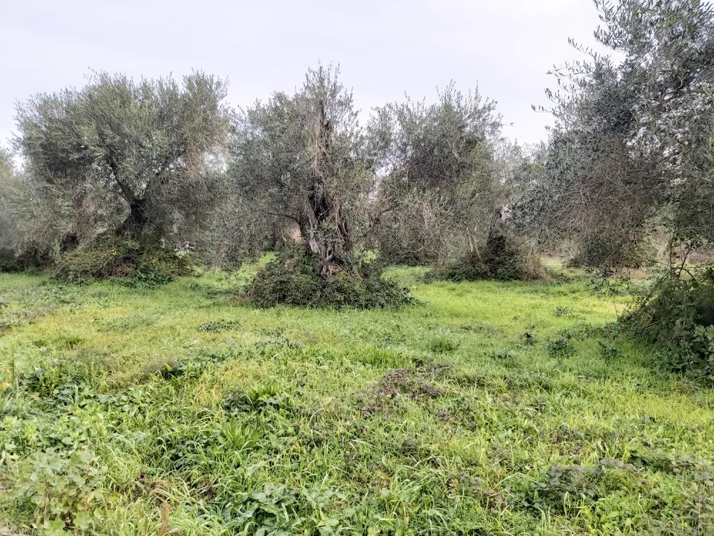 οικόπεδο προς πώληση 2307 τ.μ Κέρκυρα Νομός Κέρκυρας