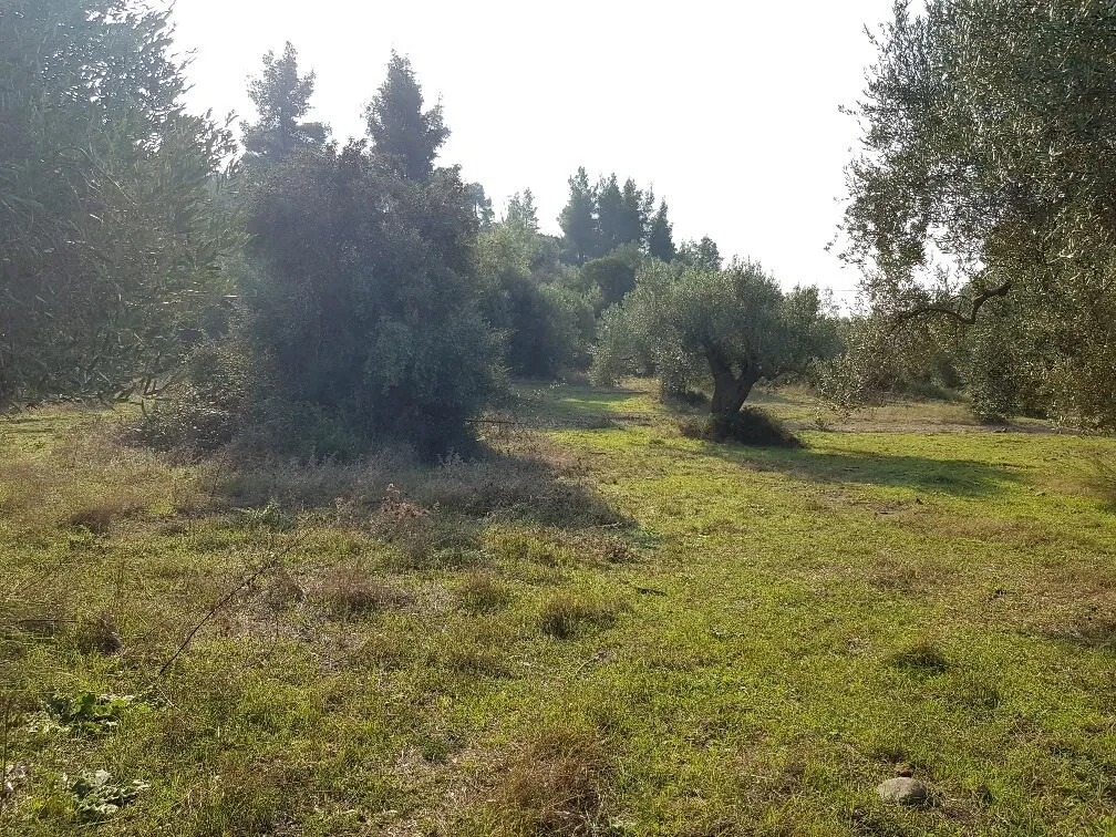 οικόπεδο προς πώληση 4900 τ.μ Κασσάνδρα Χαλκιδική