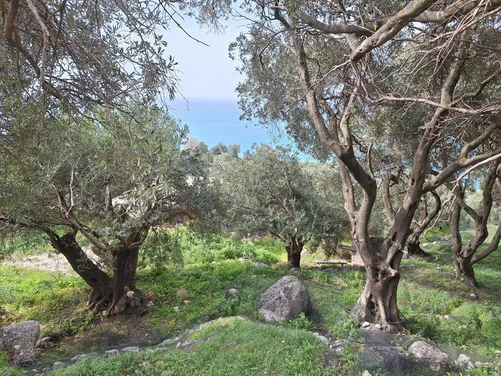 οικόπεδο προς πώληση 980 τ.μ Κέρκυρα Νομός Κέρκυρας