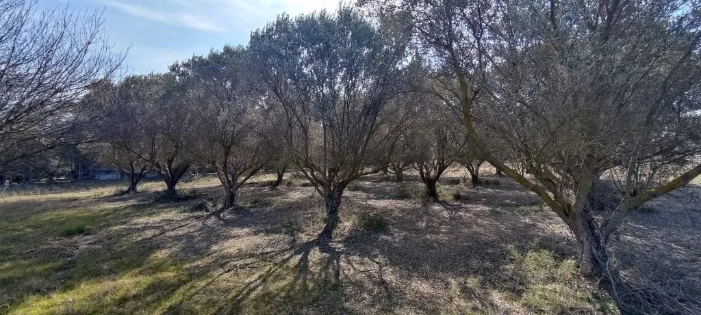οικόπεδο προς πώληση 3900 τ.μ Θερμαϊκός Προάστια Θεσσαλονίκης