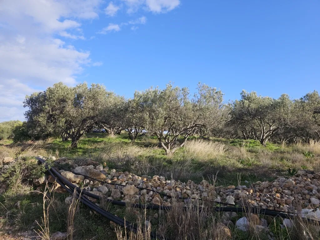 οικόπεδο προς πώληση 6300 τ.μ Βραχάσι Νομός Λασιθίου